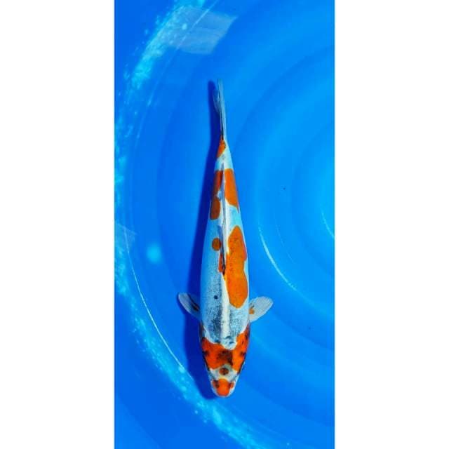 Beni Kikokuryu Original Patern 35cm (F)