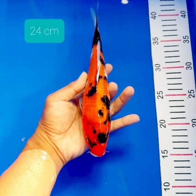 Hishowa 24 cm