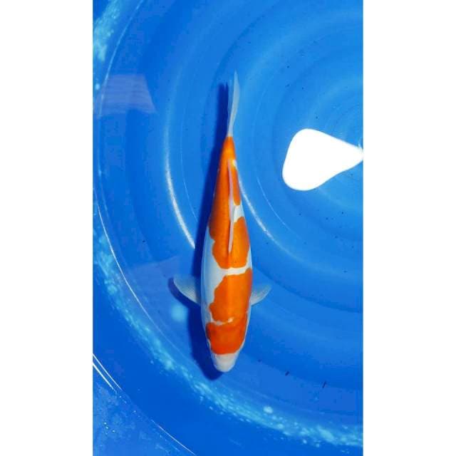 2Step Doitsu Kohaku 33cm (F)