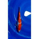 2Step Doitsu Kohaku 33cm (F)