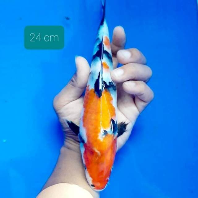 Kindai showa 24 cm