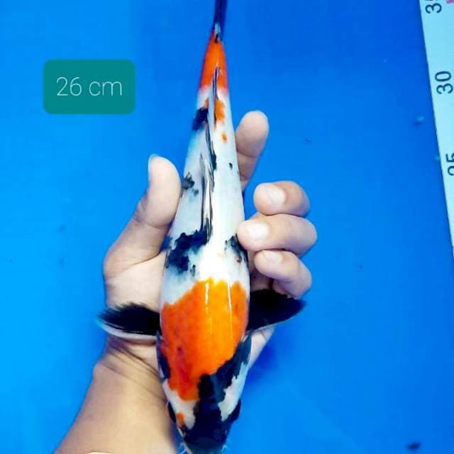 Tateghoi showa 26 cm