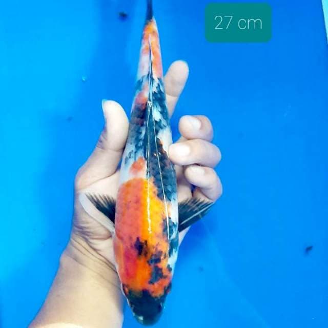 Showa 27 cm