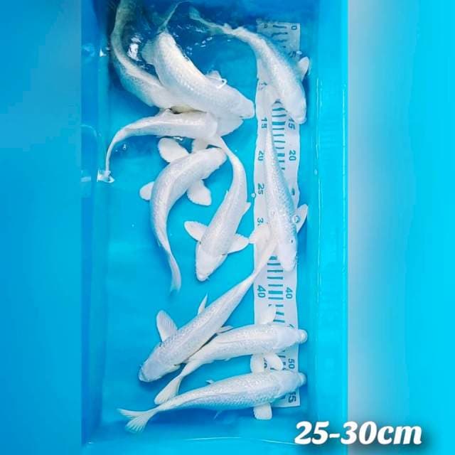 Platinum gindrin 26-28cm 10ekor