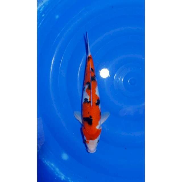 Inazuma Sanke Strong Original 35cm (M)