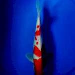 Kohaku 26cm