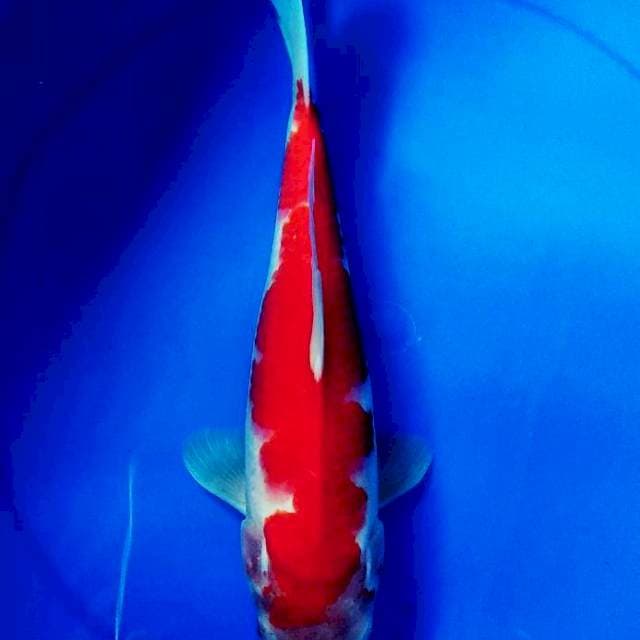Kohaku Inazuma 28cm