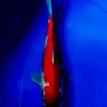 Kohaku Inazuma 28cm 