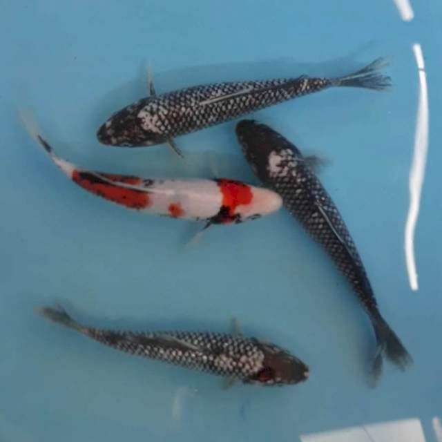 Matsukawabake 20-22 cm 4 ekor