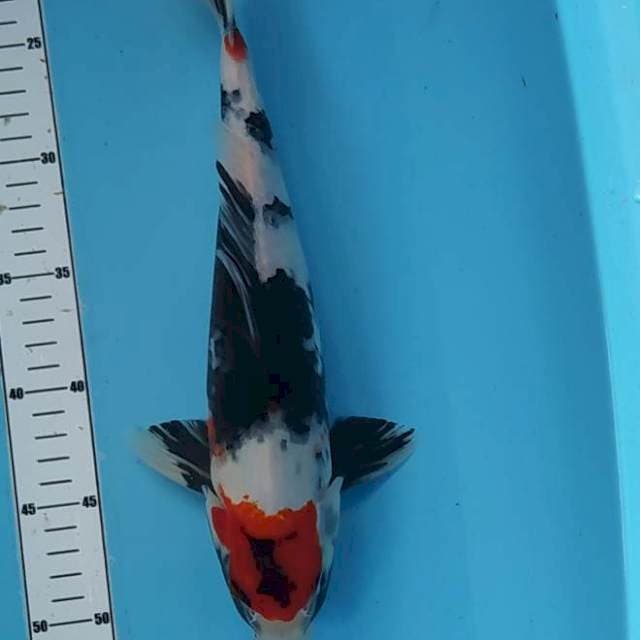 Tanco showa 32cm