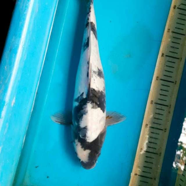 Shiro doitsu 38cm F