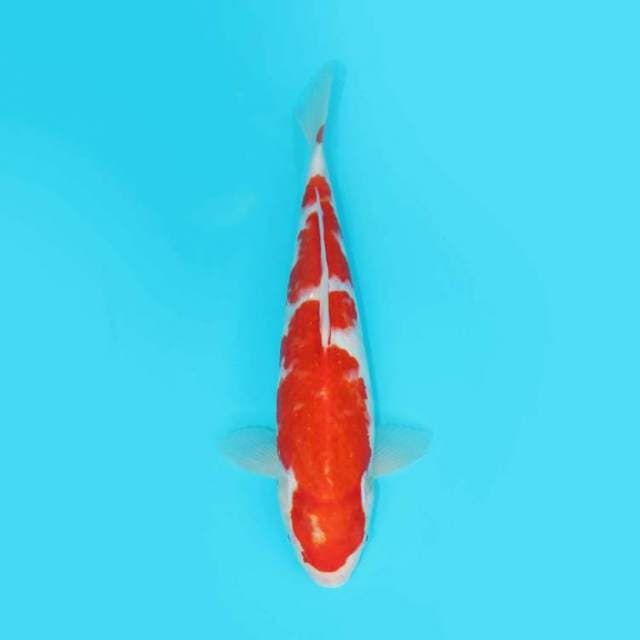 36CM - KOHAKU
