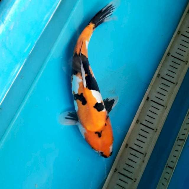 Showa doitsu 32cm F
