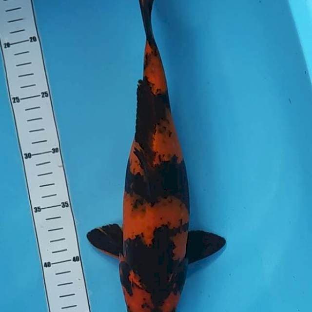 HI UTSURI 32CM