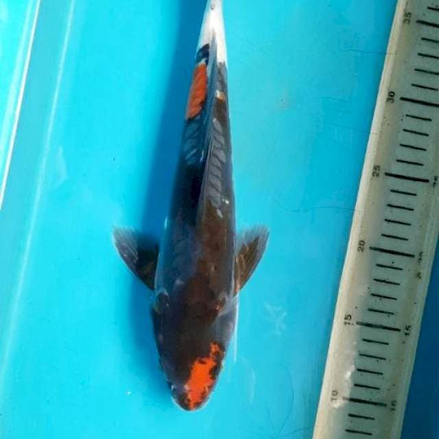 Showa doit 32cm M