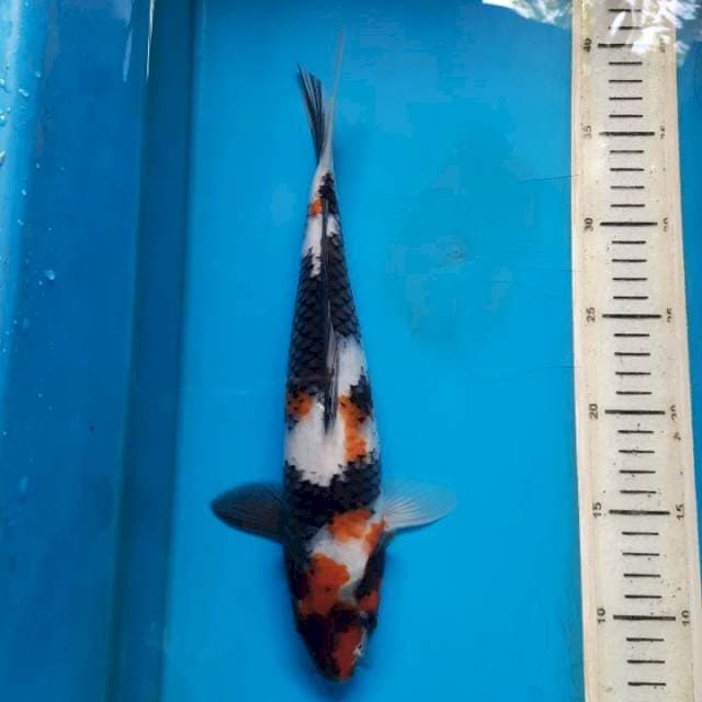 Showa 32cm M