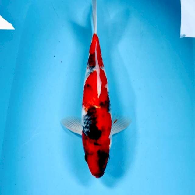 Showa, 34 cm