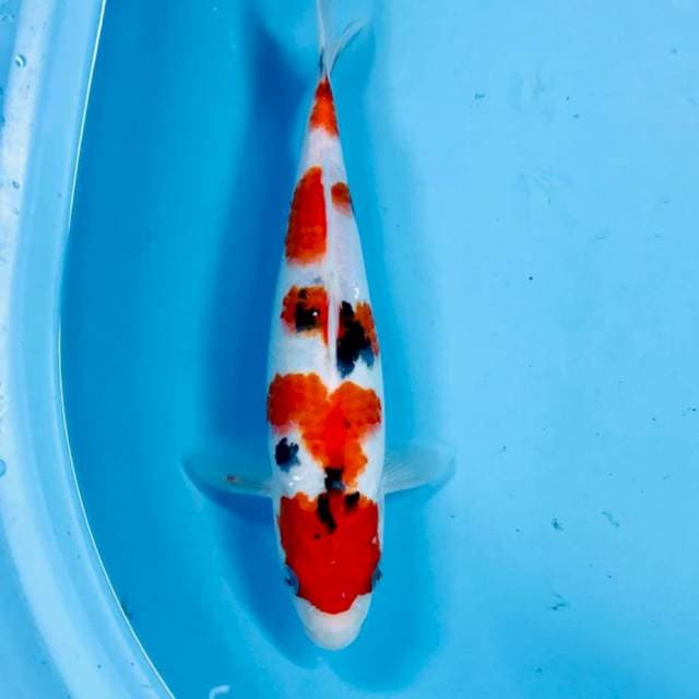 Sanke, 28 cm