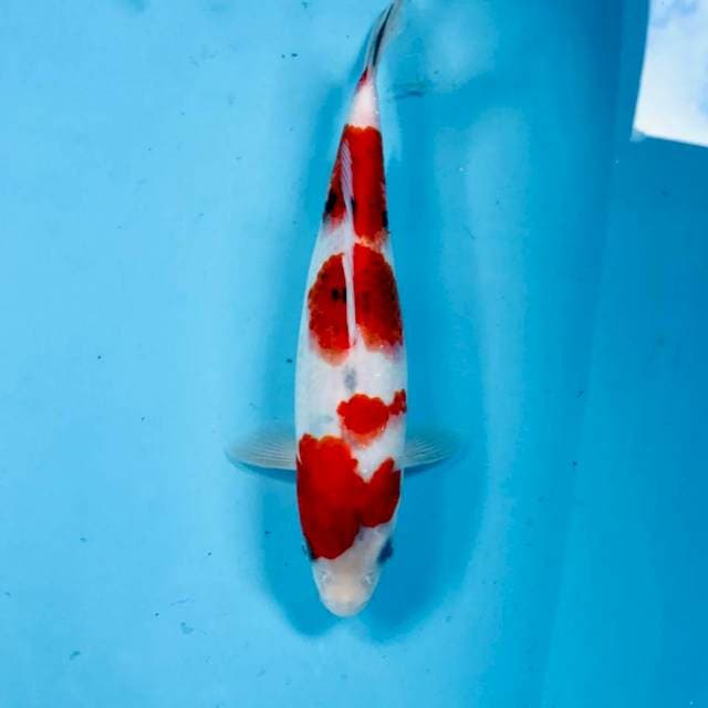 Koromo Sanke, 25 cm