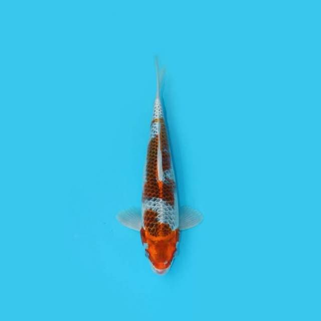 33CM - KUJAKU