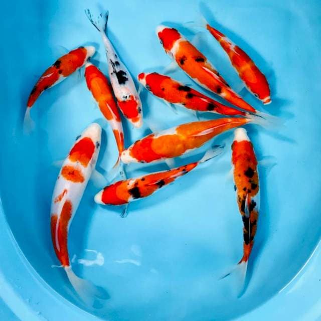 Mix koi, 15-20 cm