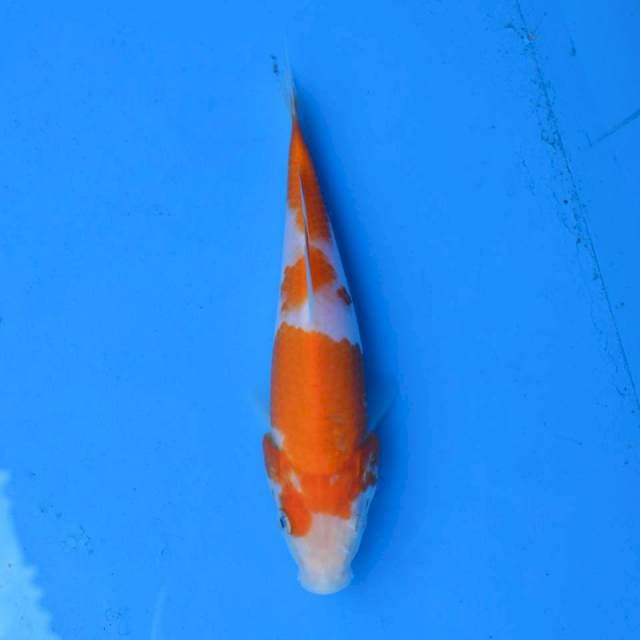 Kohaku Ori F1