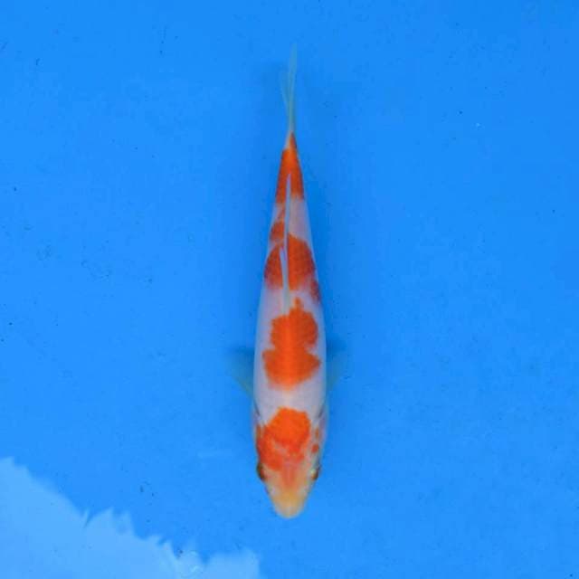 Yondan Kohaku Ori F1