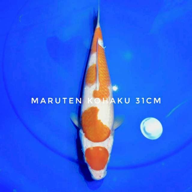 MARUTEN KOHAKU 31CM