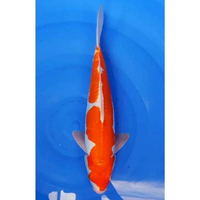 Kohaku Doitsu 33cm (F)