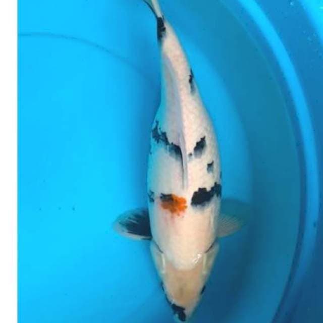Shiro bocor 45cm