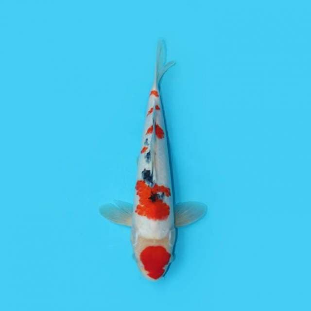 32CM - SANKE