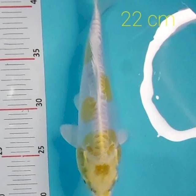 HARIWAKE DOITSU 22 CM
