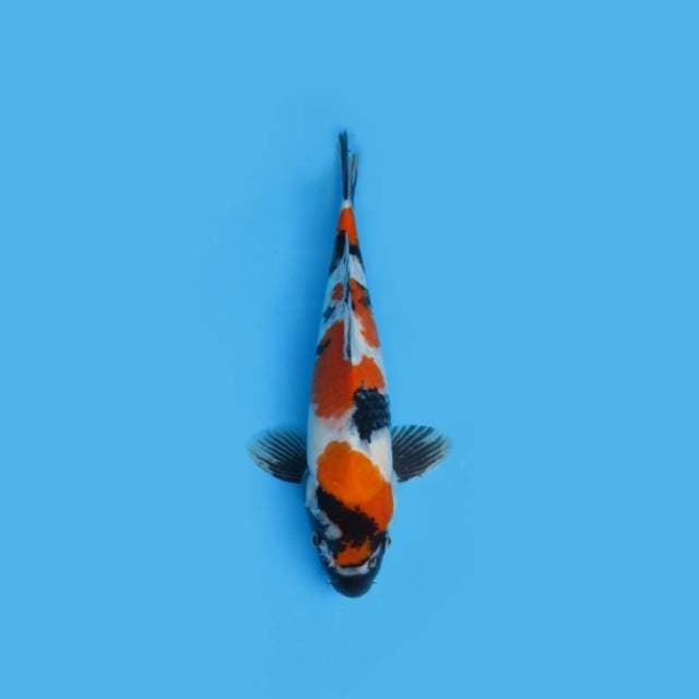29CM - SHOWA