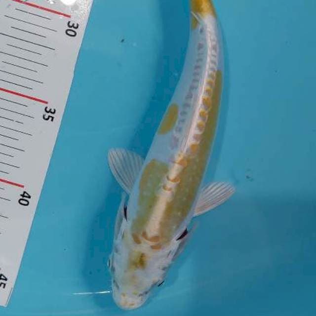 HARIWAKE DOITSU 24 CM