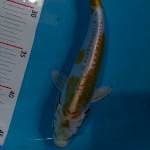 HARIWAKE DOITSU 24 CM