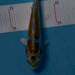 DOITSU KIKO HARIWAKE 20 CM