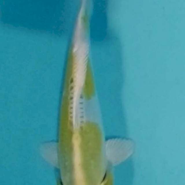 HARIWAKE DOITSU 22 CM