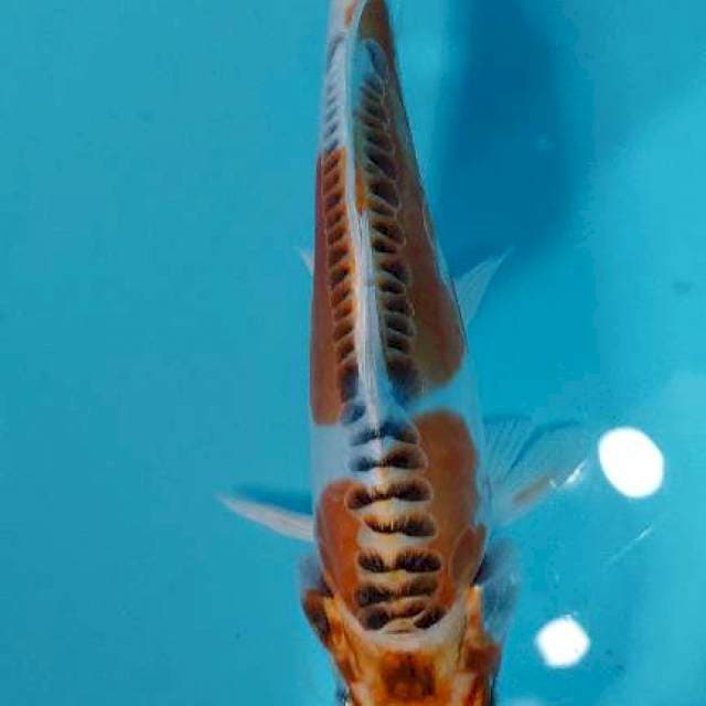 KIKOKURYU 18 CM