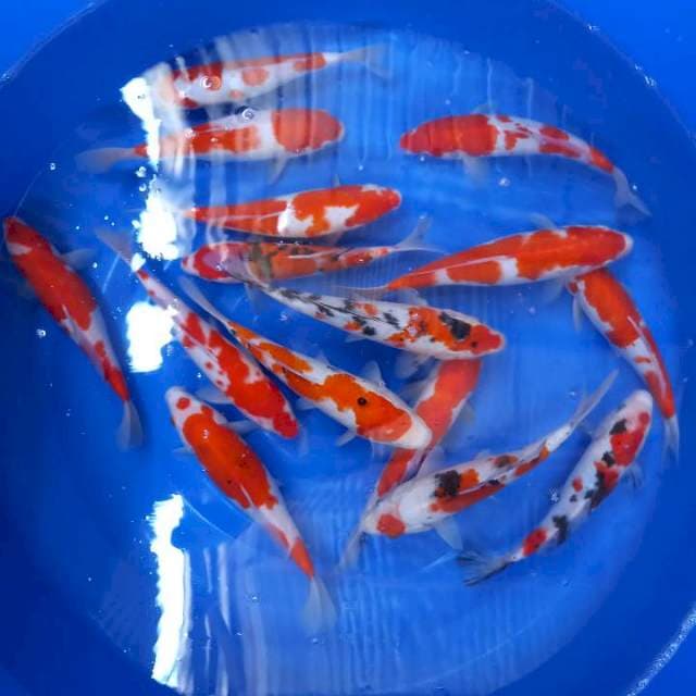 Kohaku sanke 15 ekor