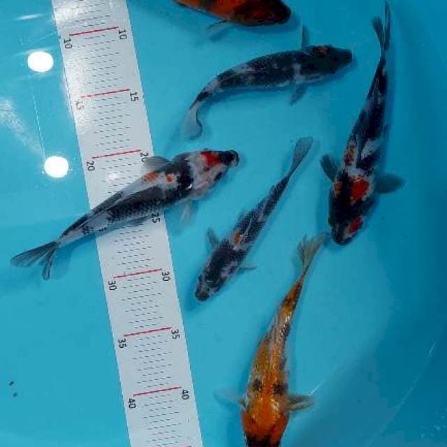 PAKET SHOWA MIX 6 EKOR 14-20 CM