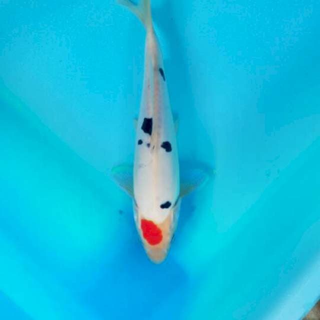 Tancho 24 cm
