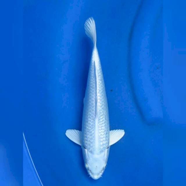 31cm - Platinum Ginrin