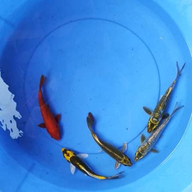 Mix