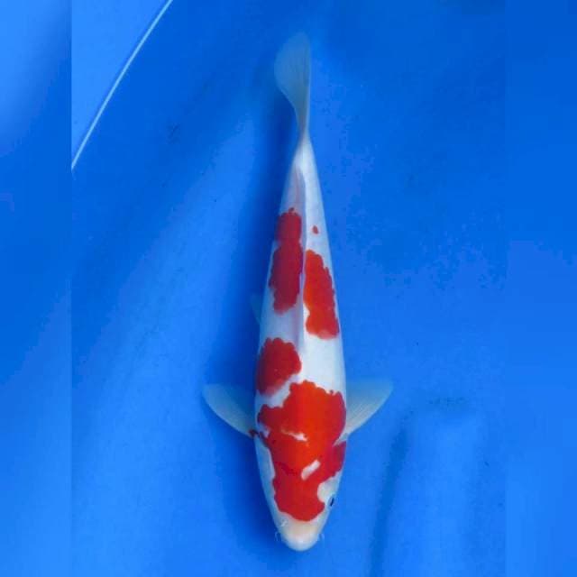26cm - Red Kohaku