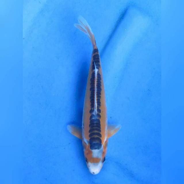 20cm - Shusui Ring rapi