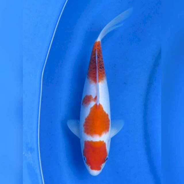 30cm - Ai Goromo