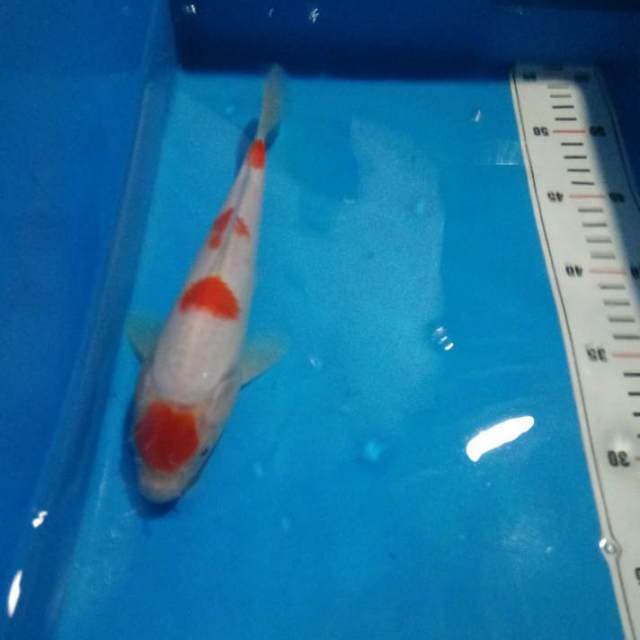 Kohaku