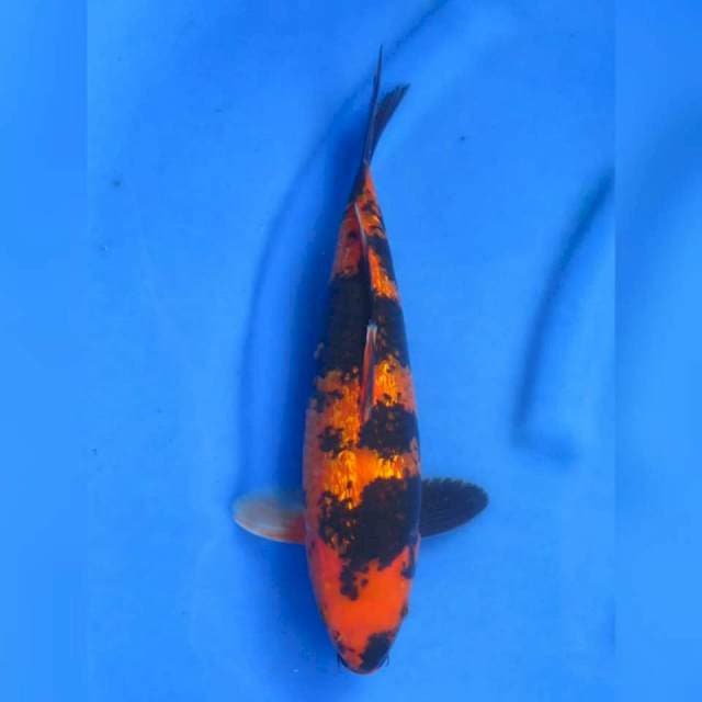 30cm - Hi Utsuri Ginrin