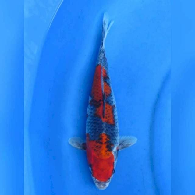 31cm - Red Goshiki