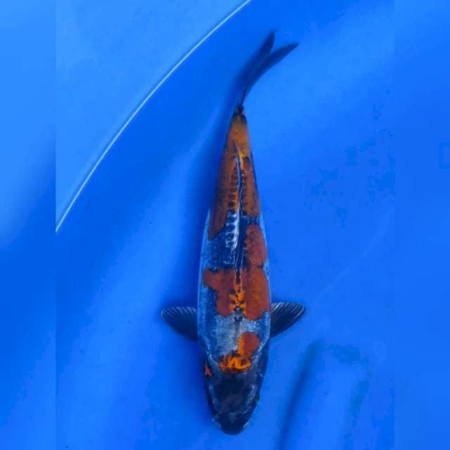 30cm - Benikiko Finish
